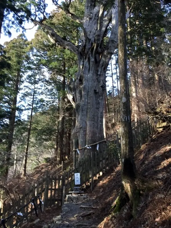 神秘の神代杉