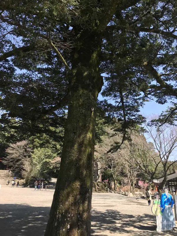 こんなに大きな木も🌳
