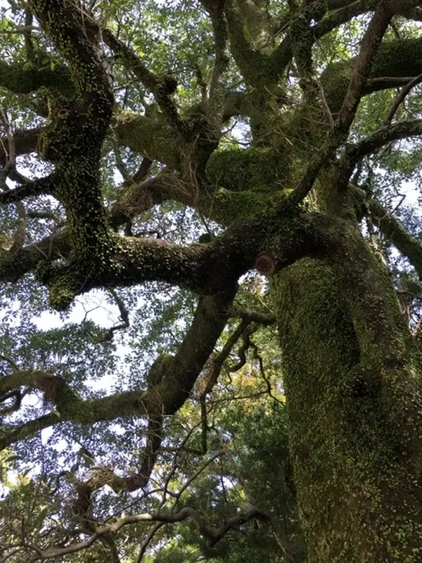 ご神木は梛（ナギ）の木