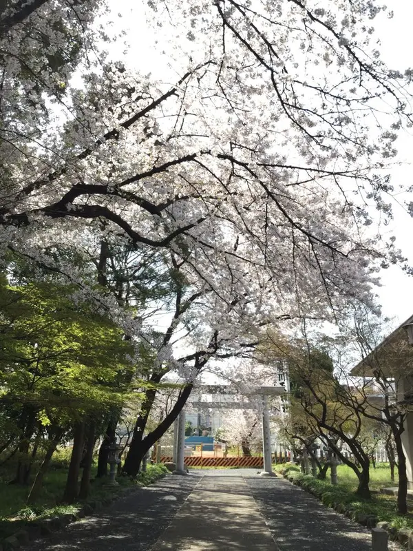 桜のトンネル