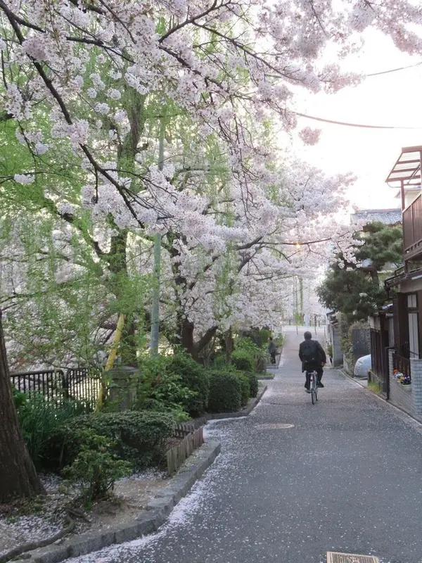 川沿いの桜