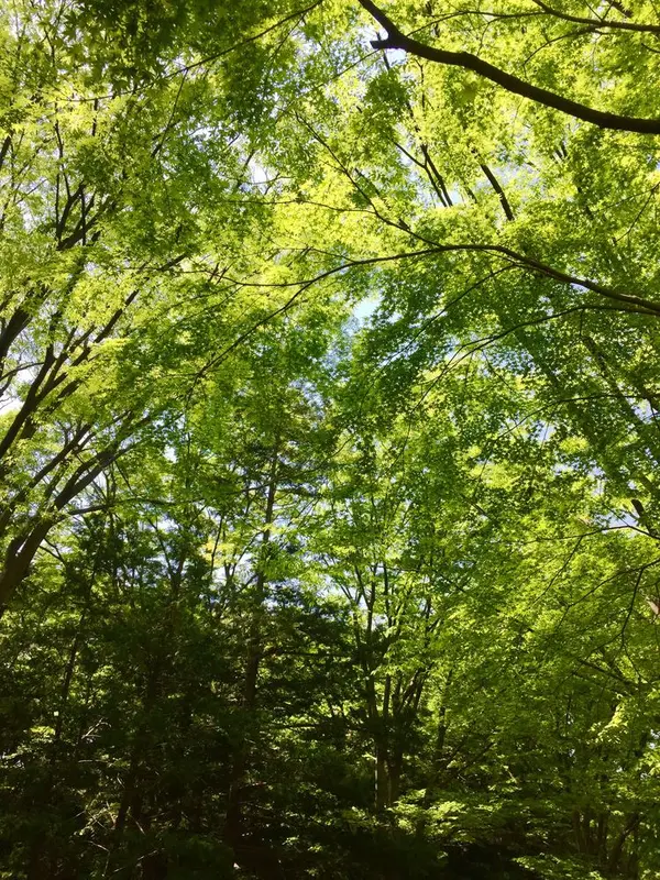 緑のカーテンに癒されてください✨