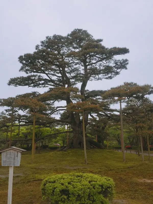 根上松