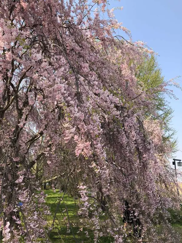 残った桜