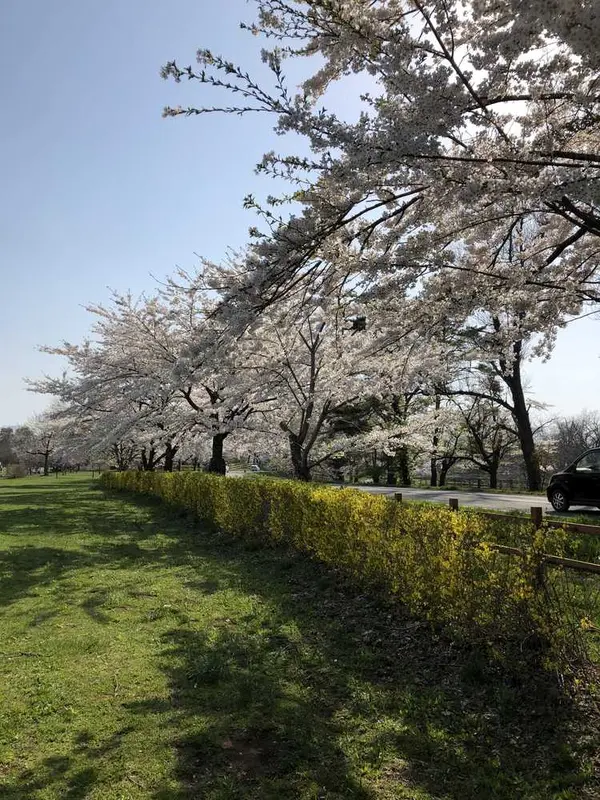桜