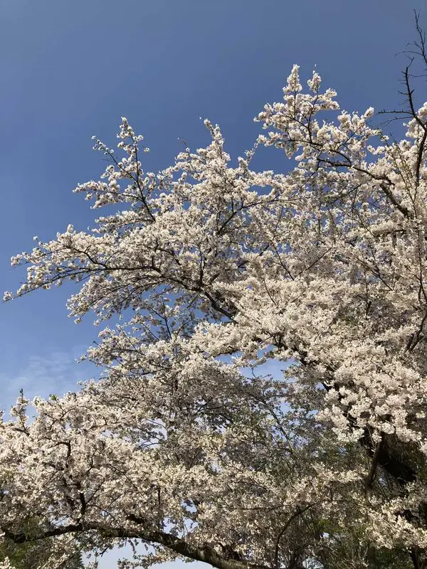満開です