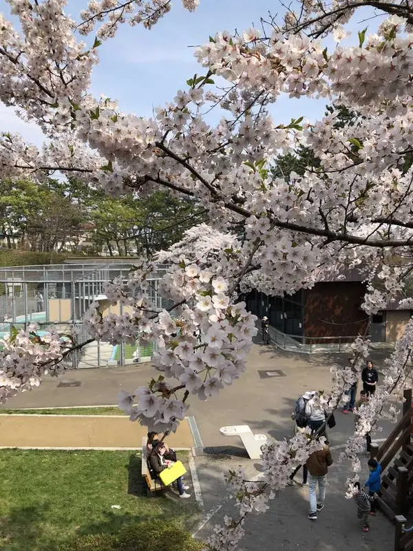 桜