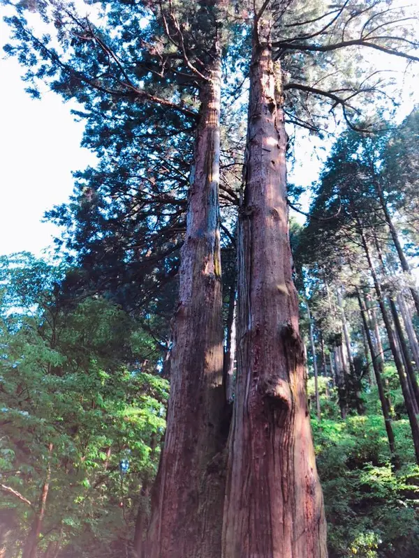 三本杉