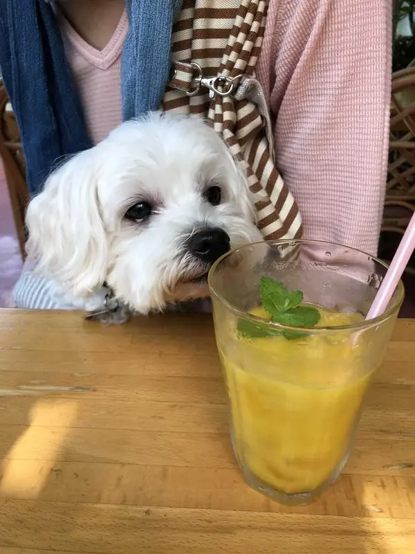 マンゴー生ジュース