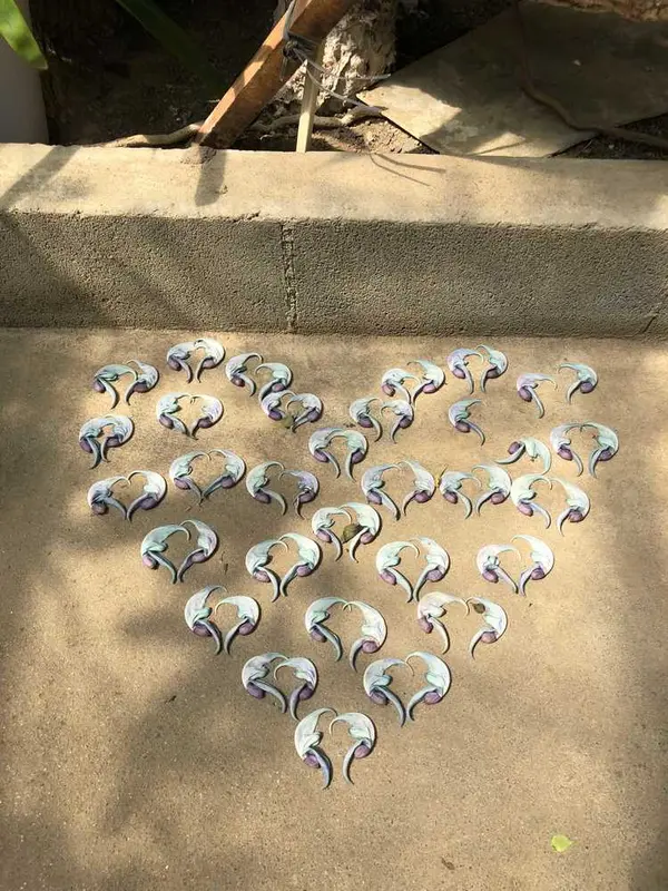 ヒスイカズラの花びらアート