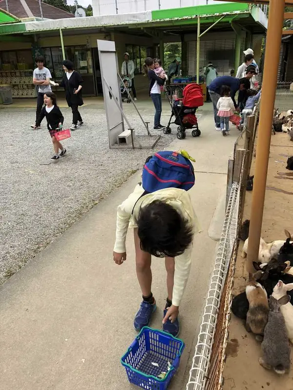 園内の動物にごはんをあげれます。ウサギ