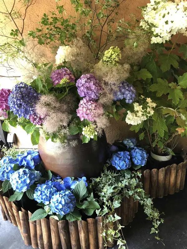 紫陽花