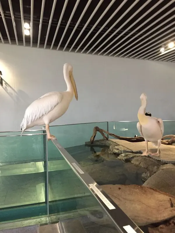 ペリカンも放し飼い