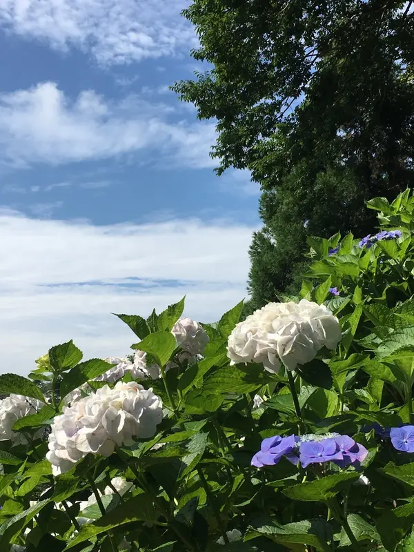 あじさいの空