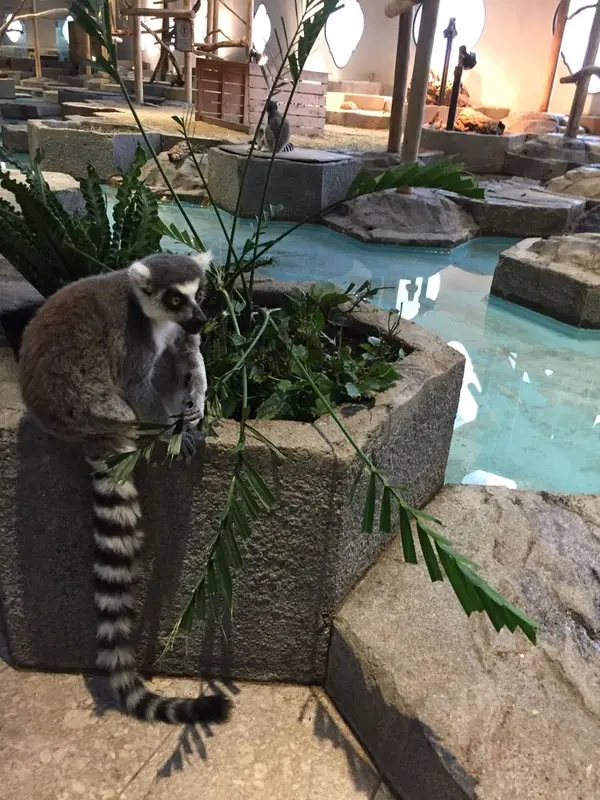 動物がとにかく近い！