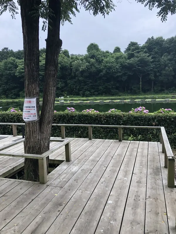 ウッドデッキと紫陽花と池