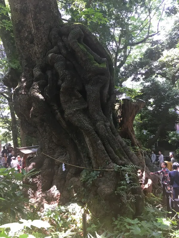 境内にある大楠