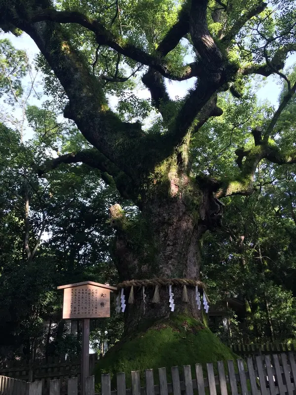 クスノキ
