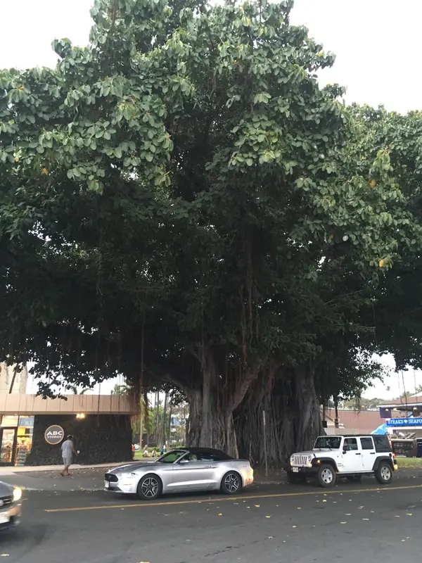 バニヤンツリー