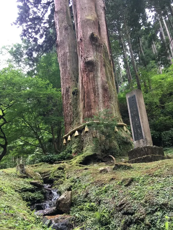 御岩山の三本杉