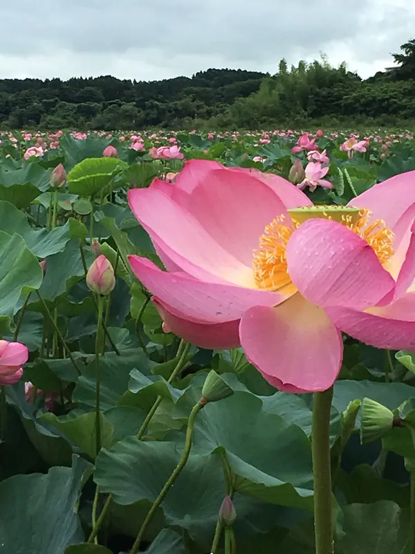 あ〜癒される