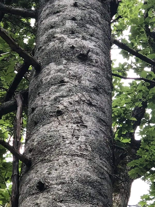 ヒグマの爪痕