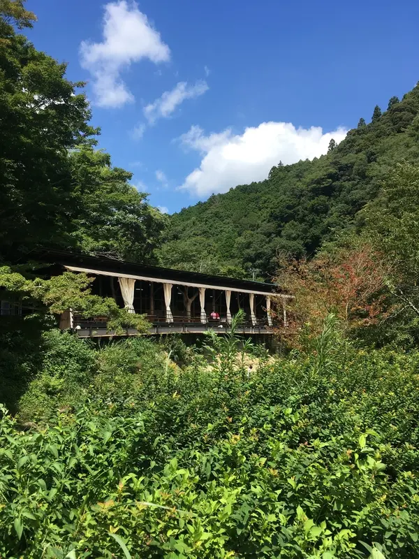 山猫さんを川側から見上げる