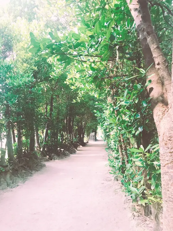 備瀬のフクギ並木(本部町)