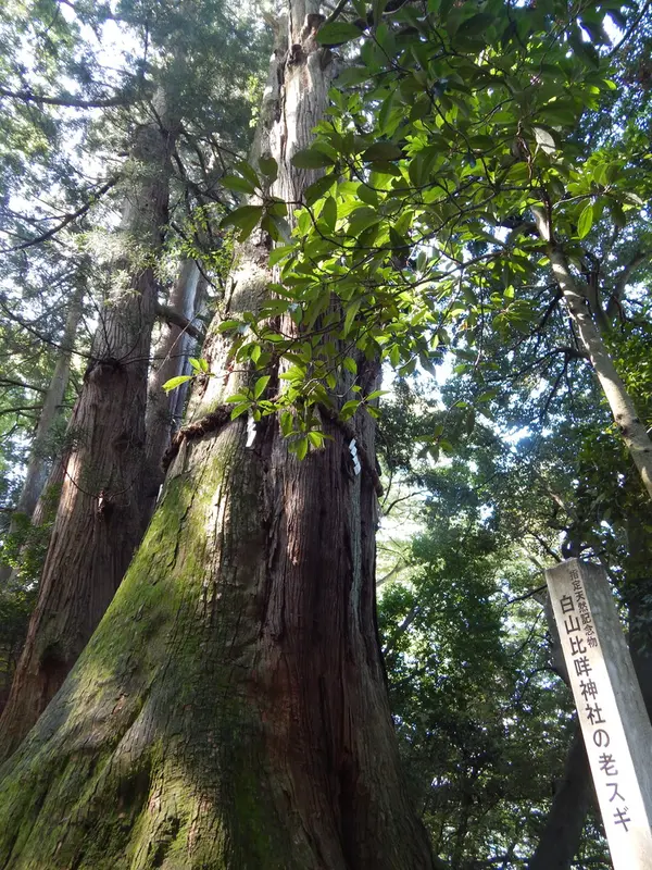 ご神木”老杉”