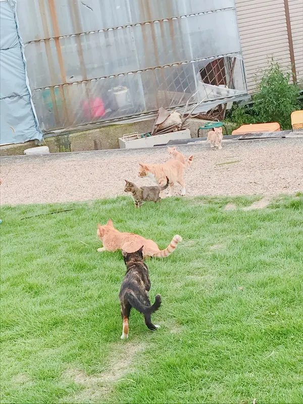 まっすぐ並ぶ猫たち🐱