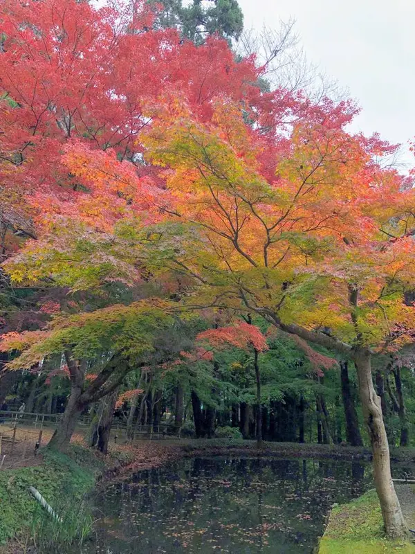 紅葉🍁