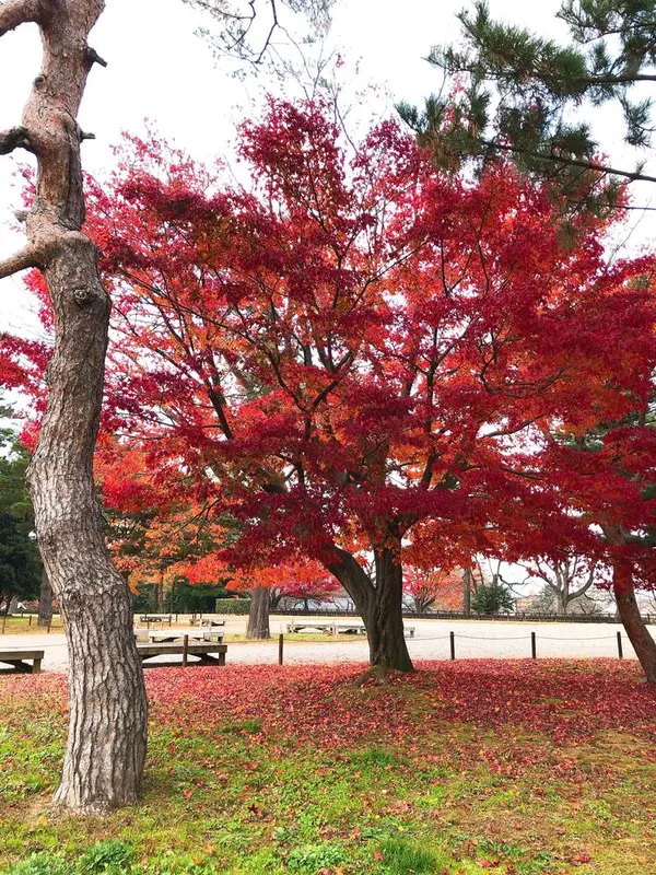 紅葉