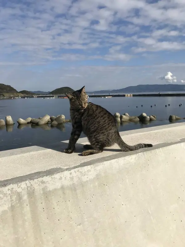 猫！猫！猫！