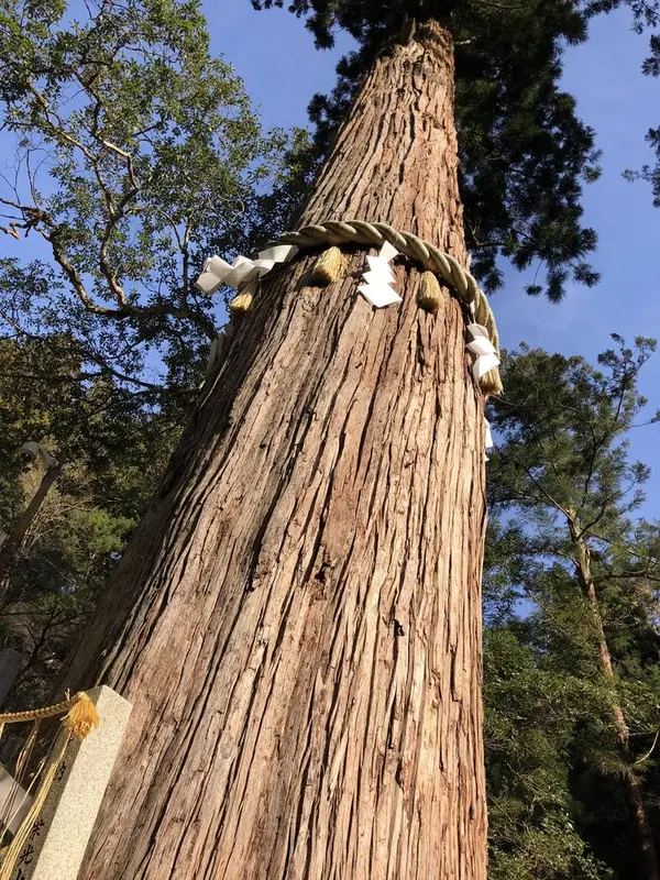 由岐神社の大杉