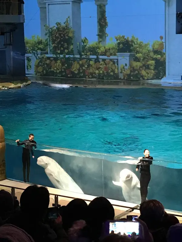 海の動物たちのショー「LIGHTIA」