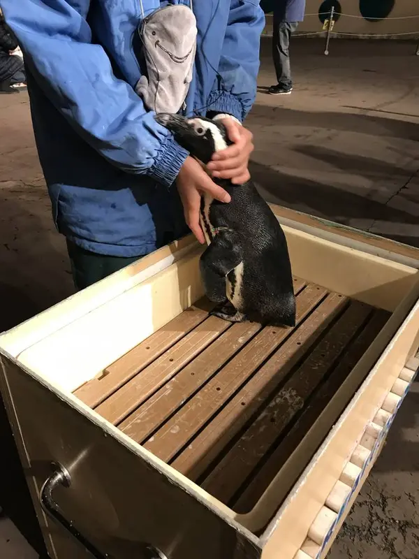 ふれあいパフォーマンス「ペンギン」