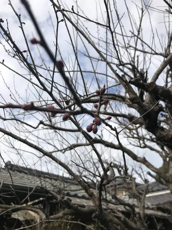 梅の蕾