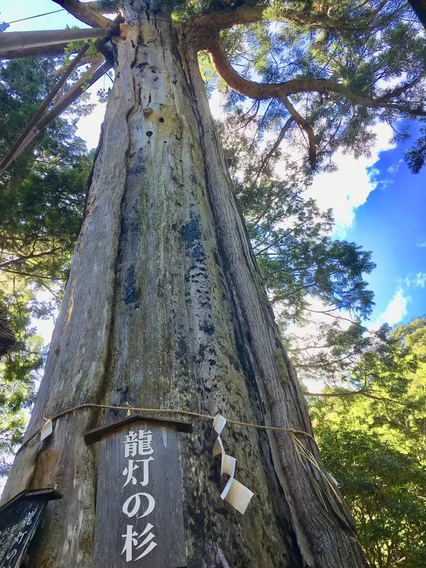 龍灯の杉