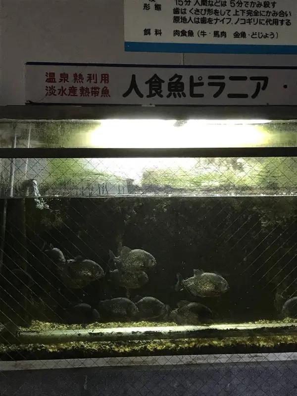 ピラニア館