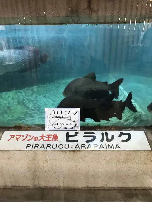 ピラクル館