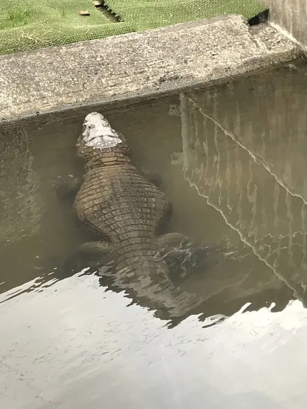 そっぽ向いて寝ているワニも