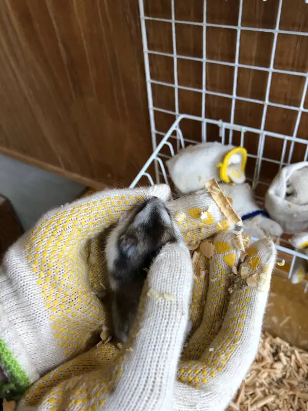 動物とのふれあいコーナーもあります