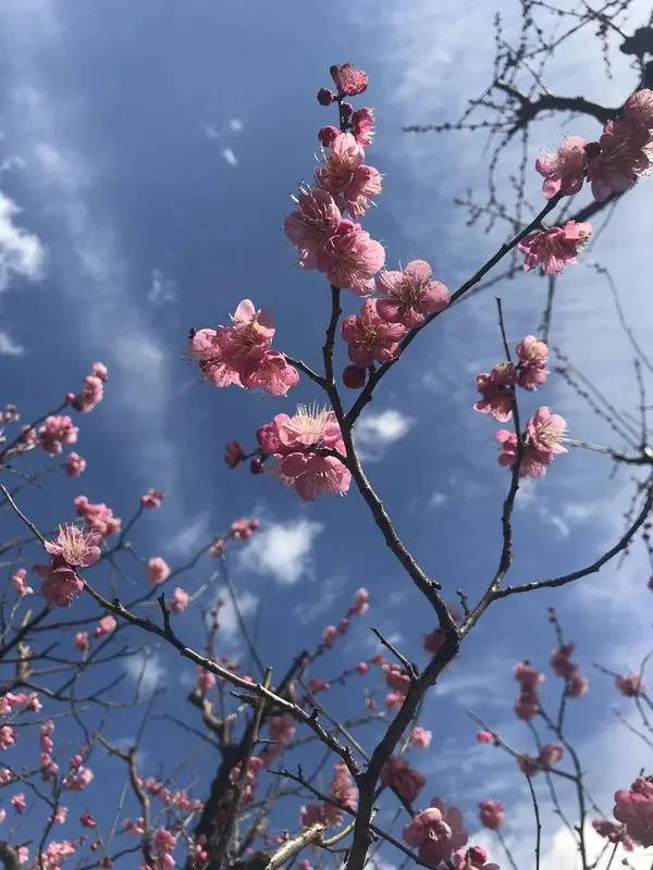 お隣の梅林