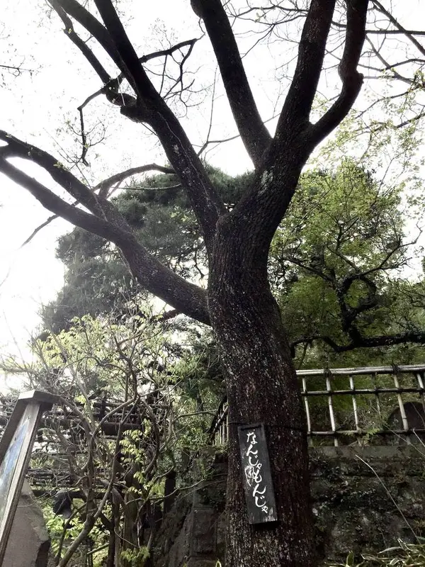 なんじゃもんじゃ？