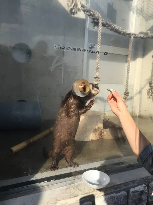 全力で手を伸ばしてくるうう