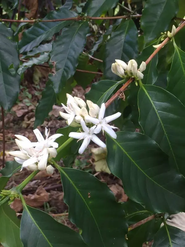 コーヒーの花