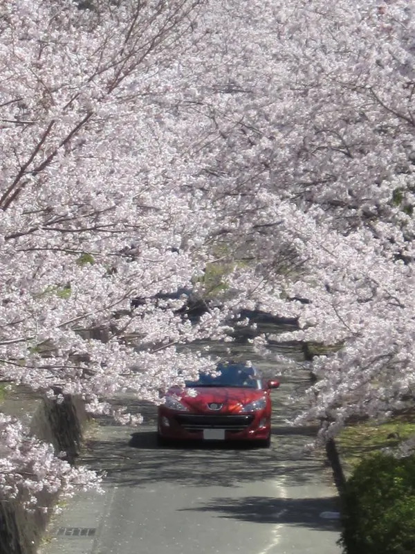桜を通り抜ける