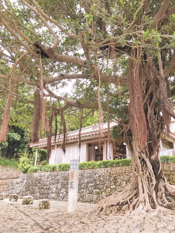 ガジュマルの木が目印