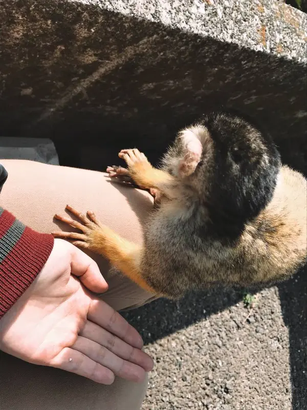 リスザルは賢い