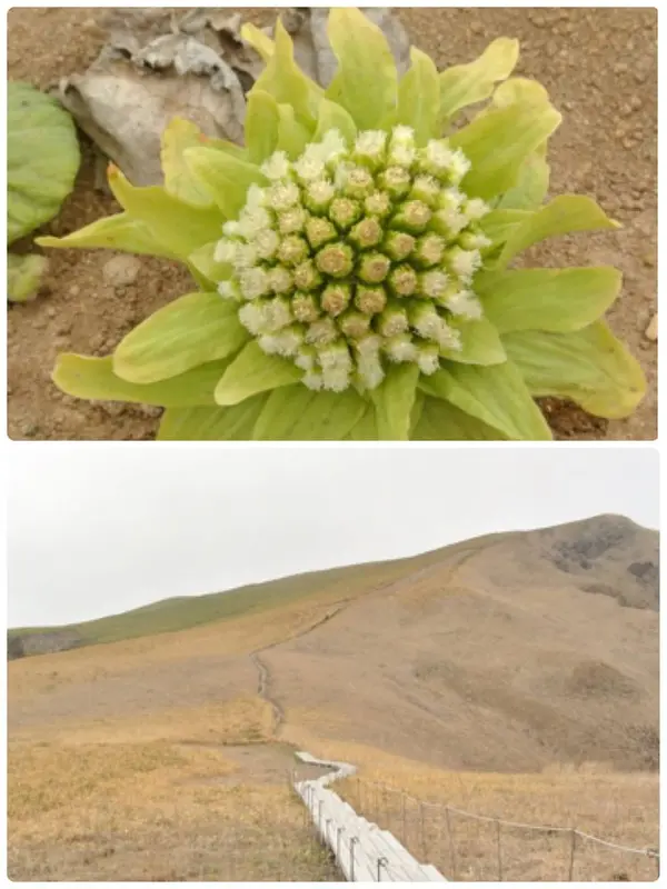 高山植物はまだわずか